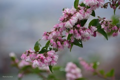 ６月の花