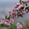 ６月の花