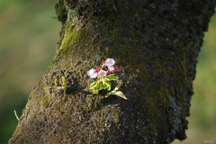 新たな芽吹き