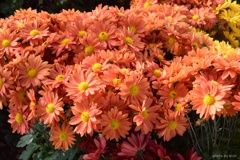 菊の花：オレンジ色