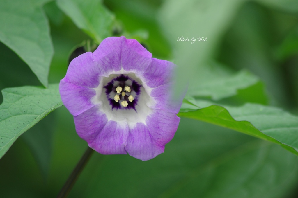 君の花の名は..