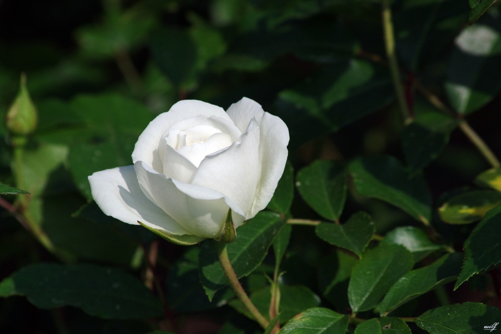 咲き始めた白いバラ