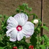 大輪の花