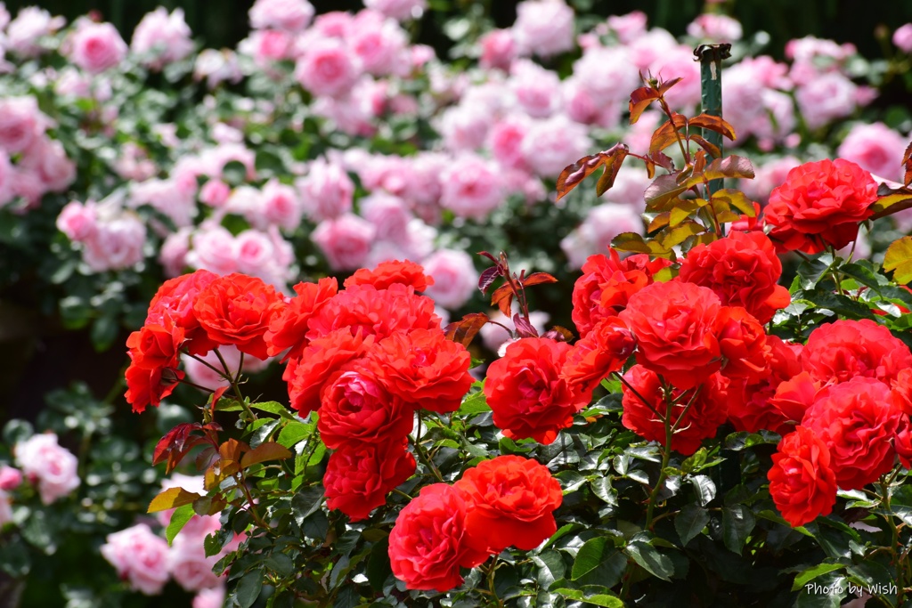 満開の薔薇