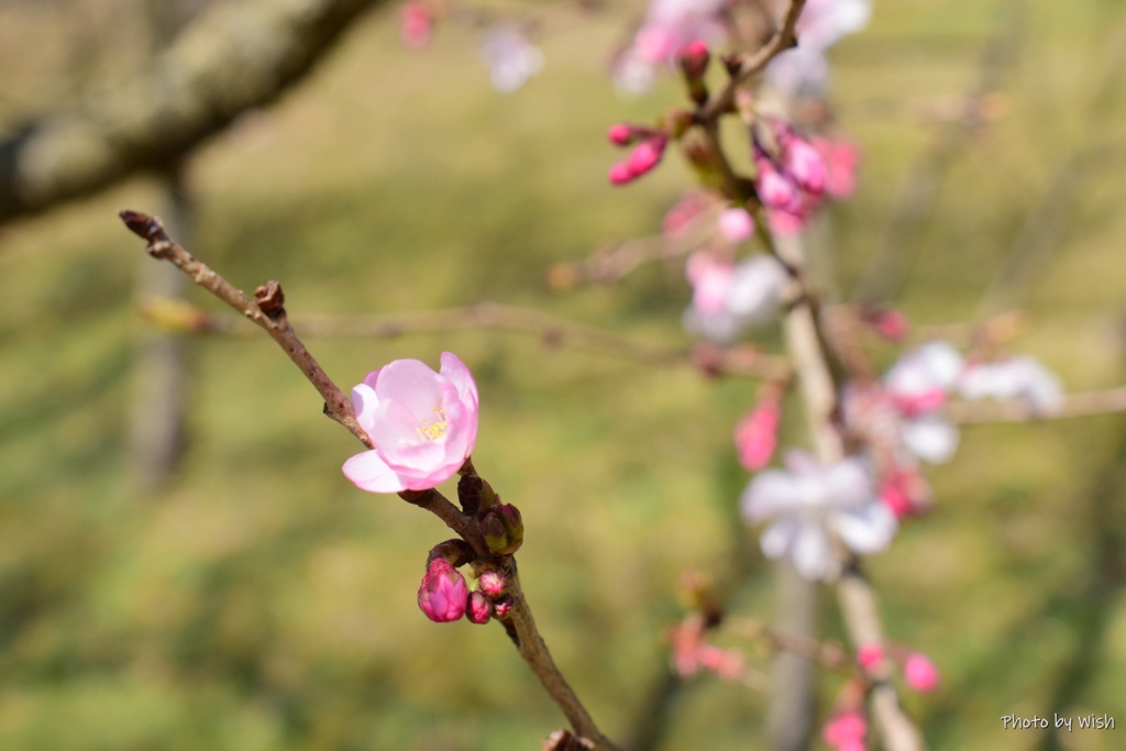 4月の十月桜
