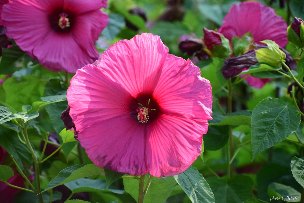 大輪の花