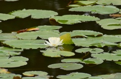水面に咲く