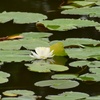 水面に咲く