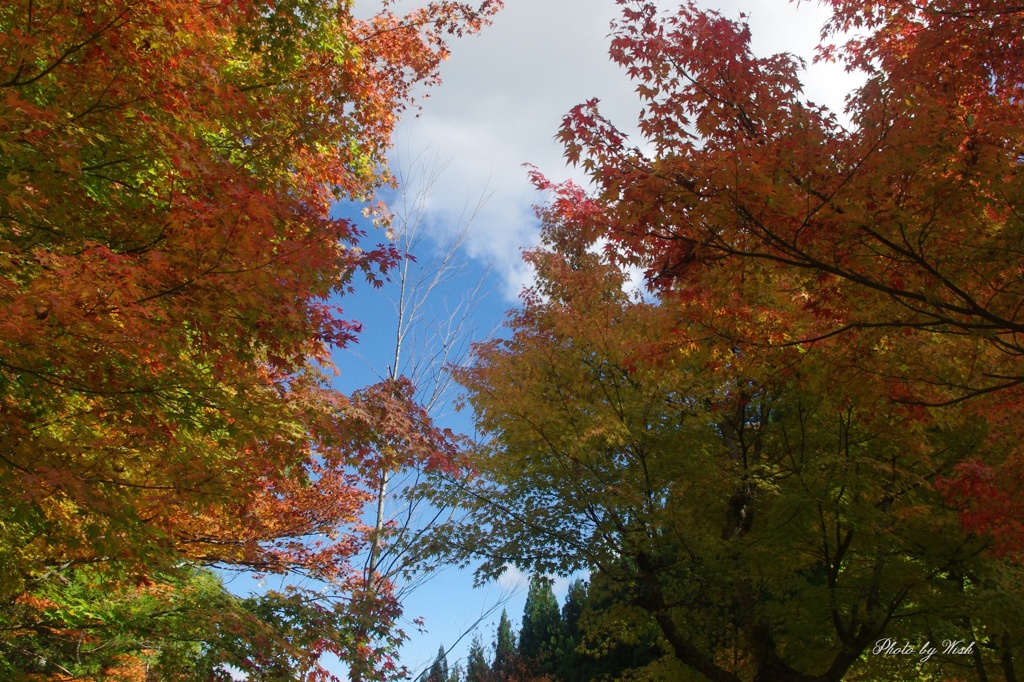 紅葉グラデーション