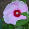 芙蓉
