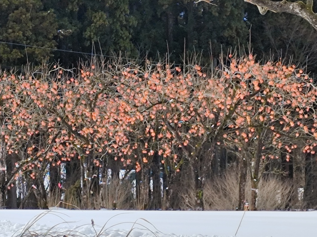 雪の柿畑