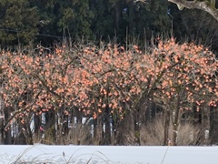 雪の柿畑