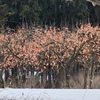 雪の柿畑