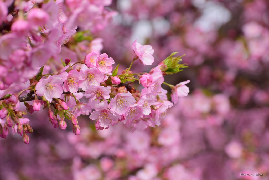 河津桜