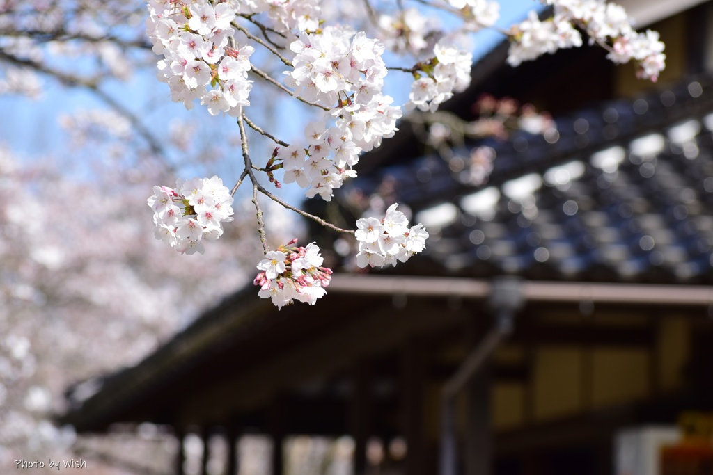 桜日和