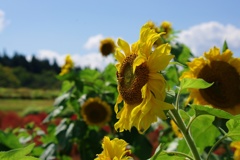紅葉コキアと向日葵