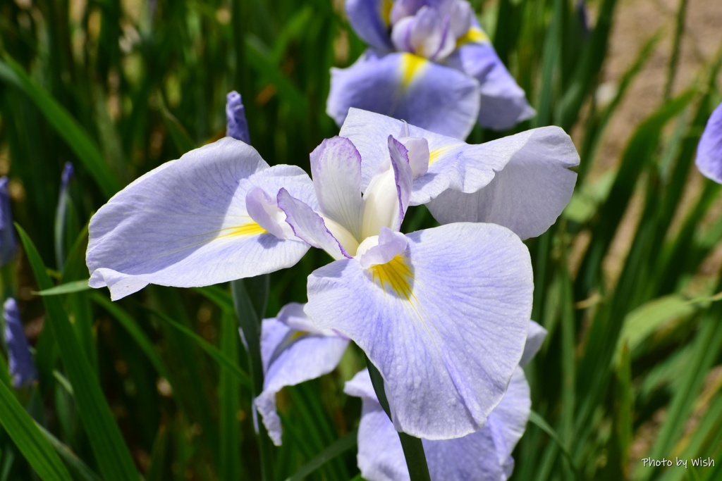 咲き始めの花菖蒲