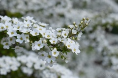 小粒の花々