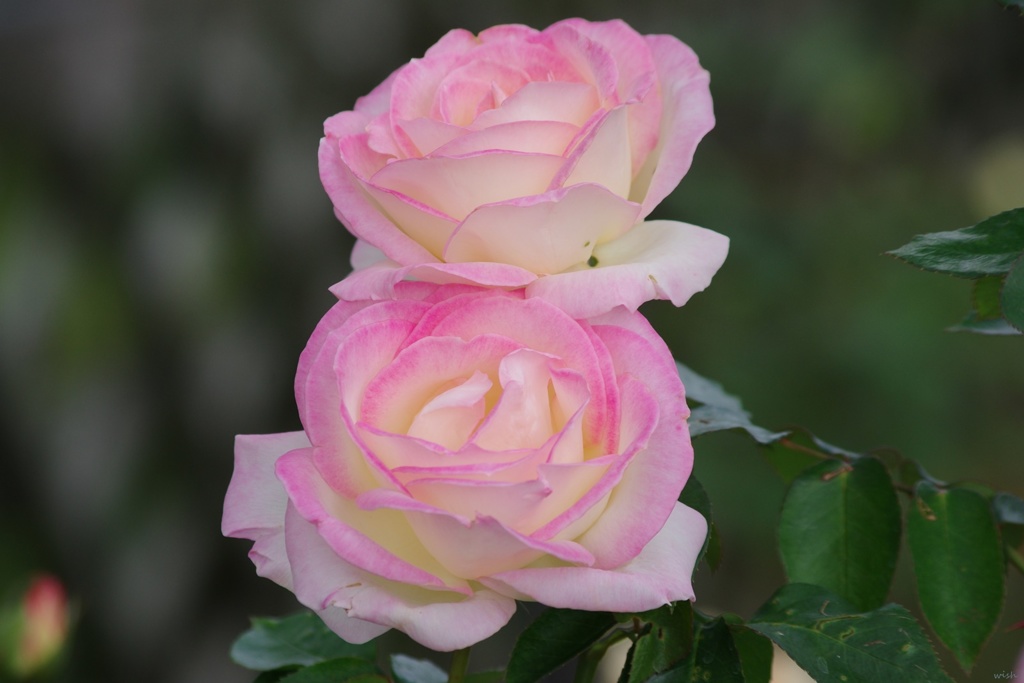Twin's Rose