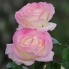 Twin's Rose