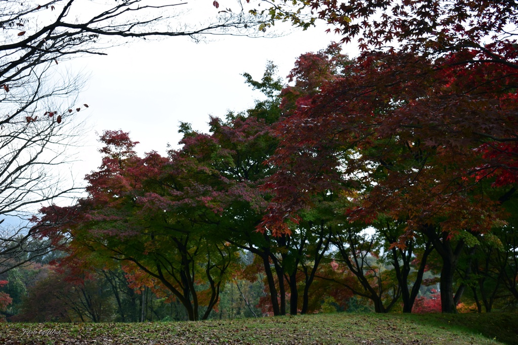 曇り空の紅葉