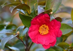 山茶花