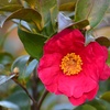 山茶花