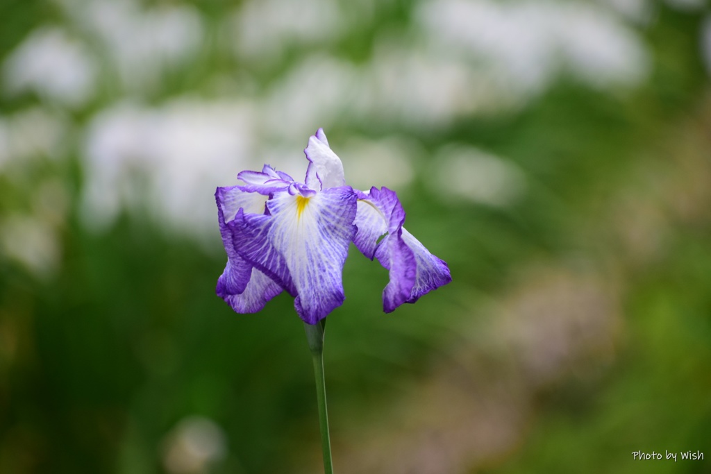 花しょうぶ