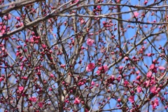 紅梅