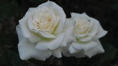 白薔薇