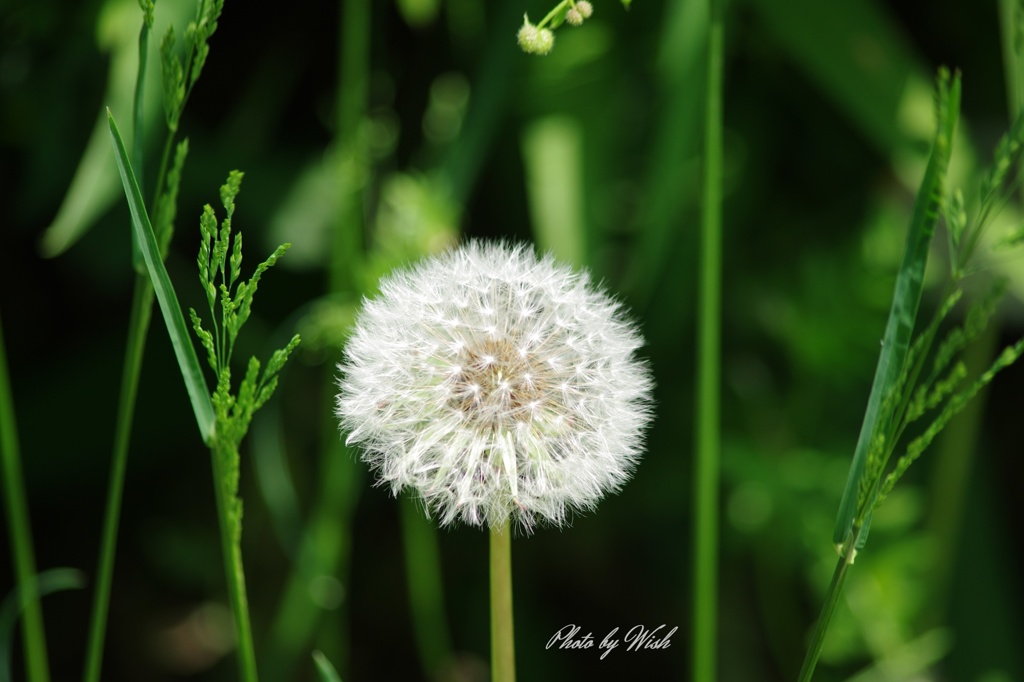 白いふわふわ By ういっしゅ Id 写真共有サイト Photohito