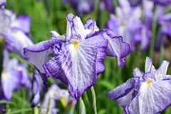 花菖蒲の彩