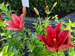 紅色