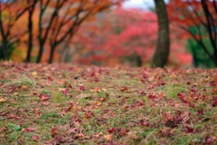 地上目線からの眺め