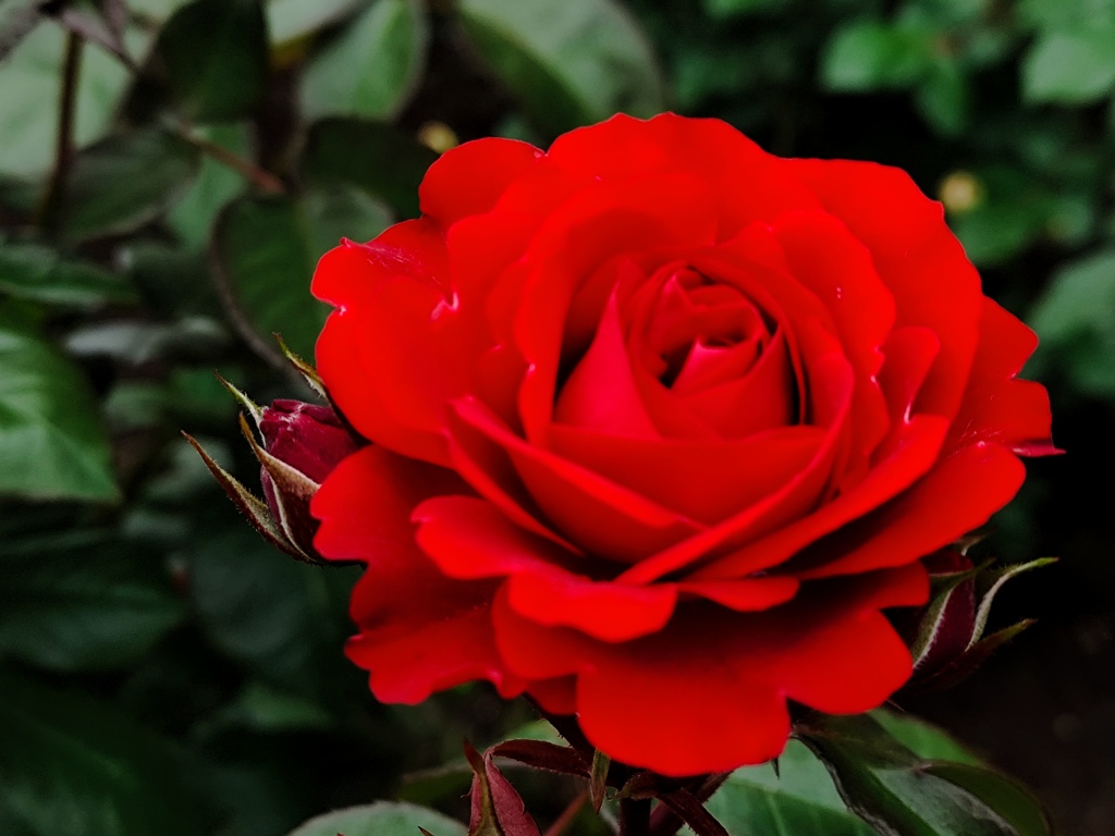 ５月の薔薇