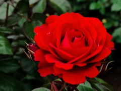 ５月の薔薇