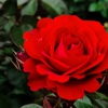５月の薔薇