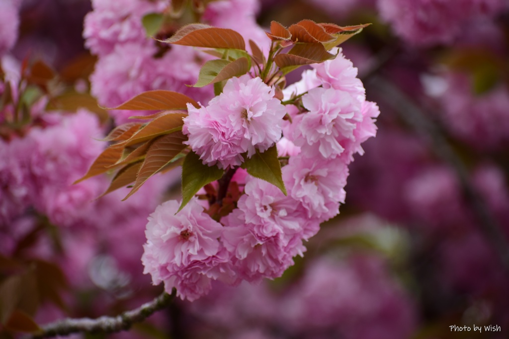 八重桜