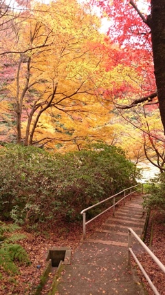 秋の景色②