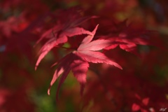 紅色の葉