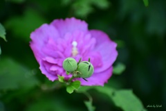 木槿