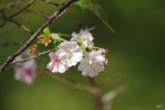 十月桜