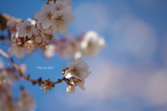 冬晴れの十月桜