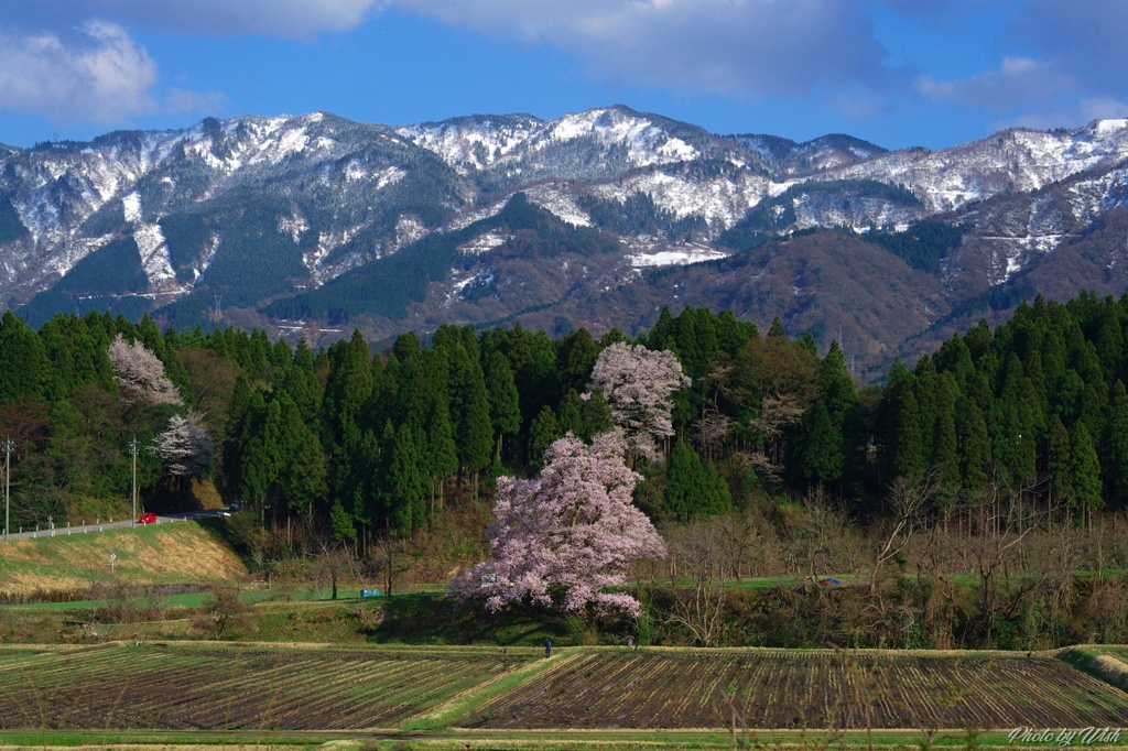 向野江戸彼岸桜