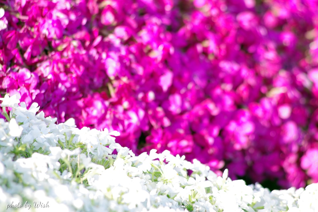 芝桜