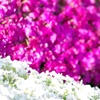 芝桜