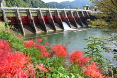 10月の彼岸花