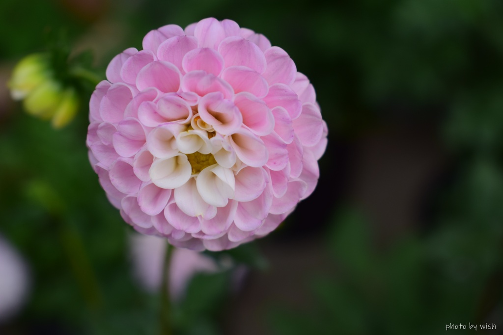 dahlia