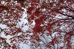曇り空の紅葉