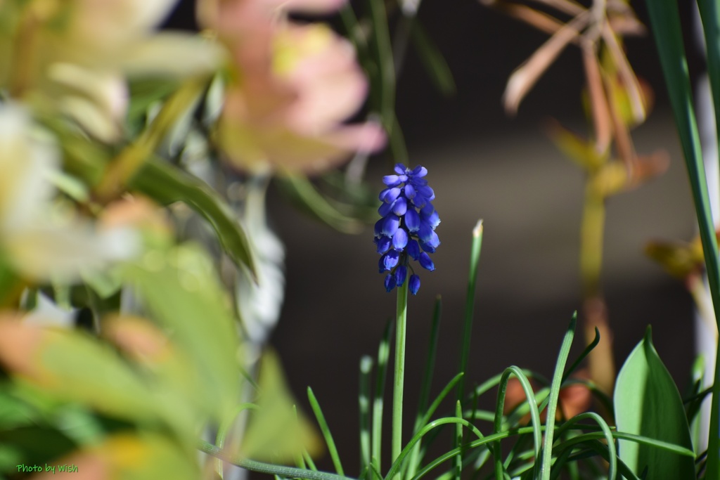 早くも開花